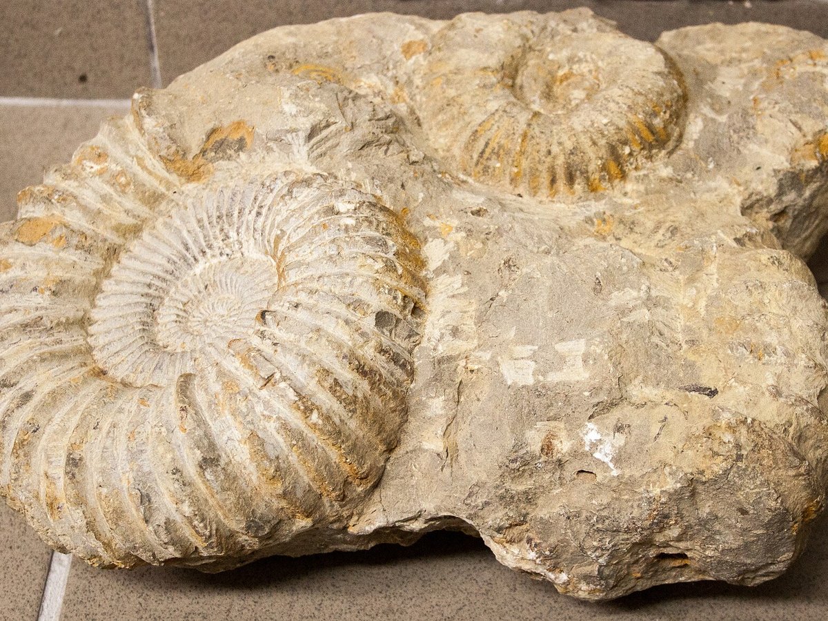 Ammonite