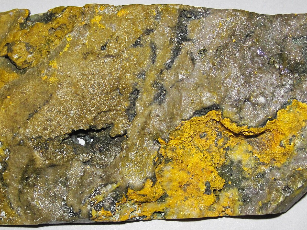Bumblebee Jasper