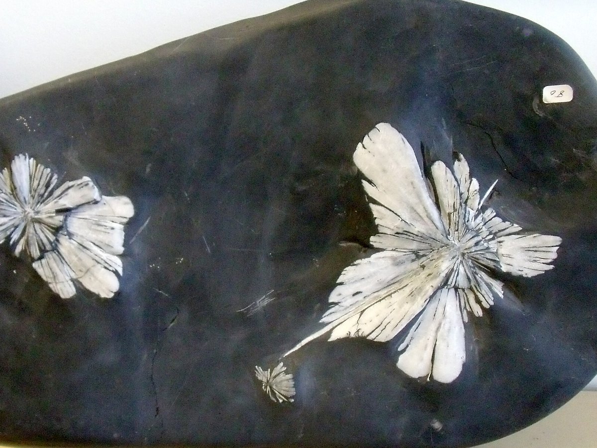 Chrysanthemum Stone