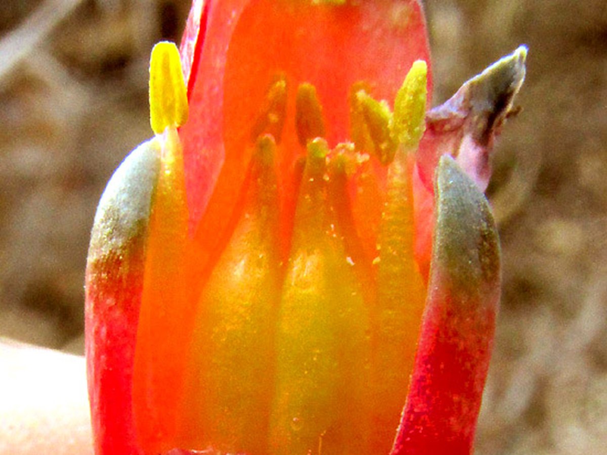 Flower Rhyolite