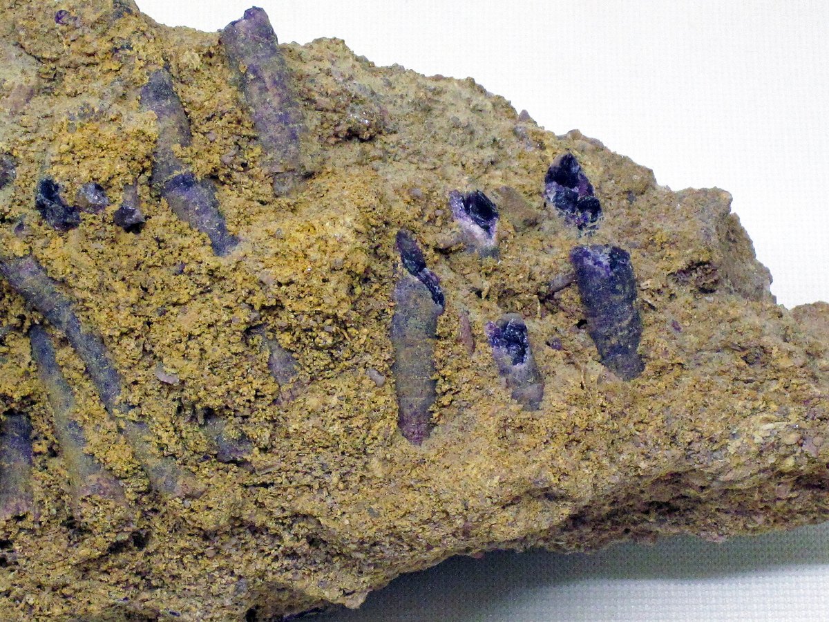 Fossil Coral