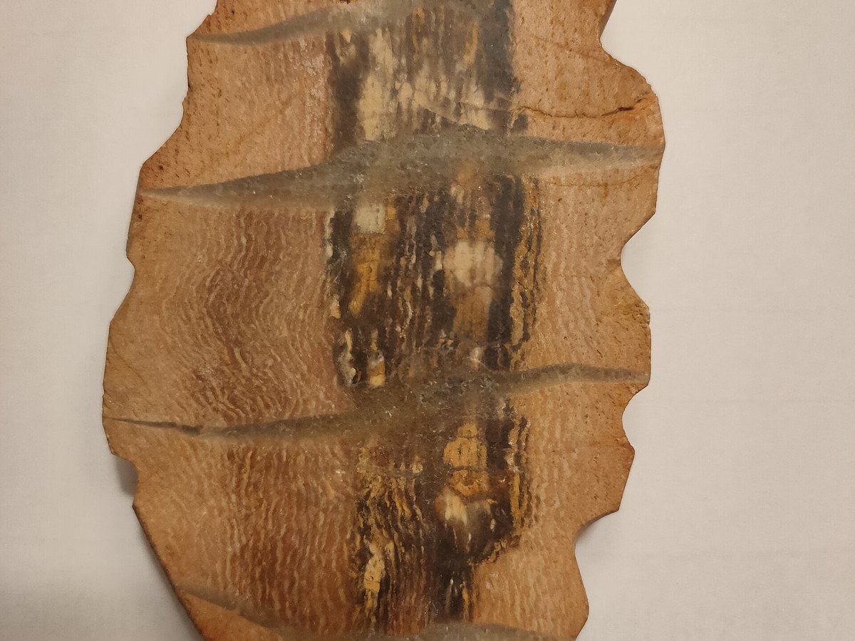 Fossilised Wood