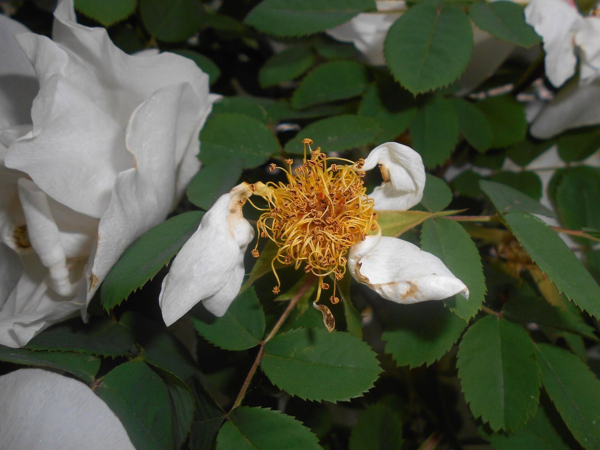 Nevada Rose