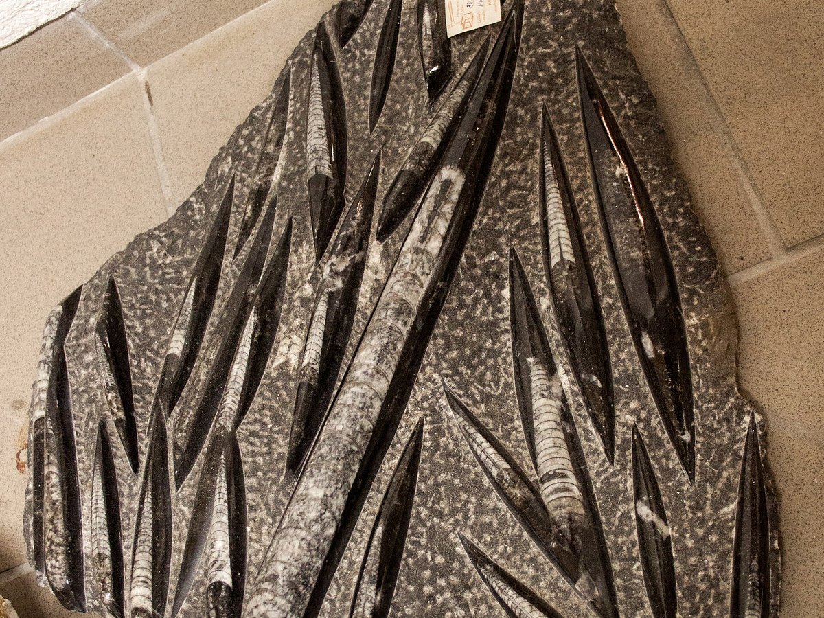 Orthoceras